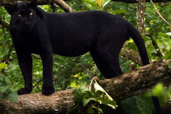 La panthère noir