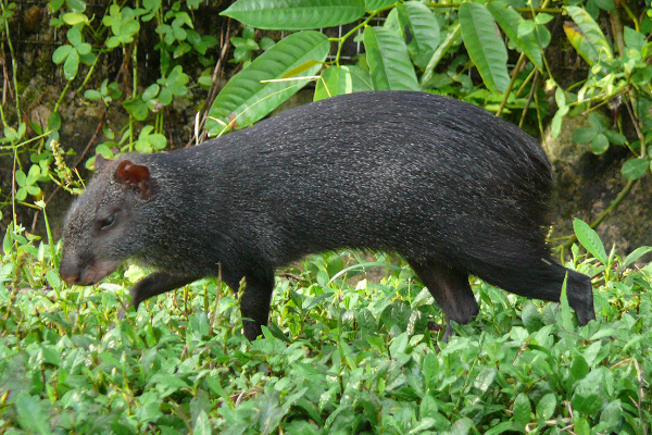 L’agouti