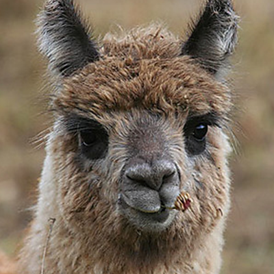 LAMA