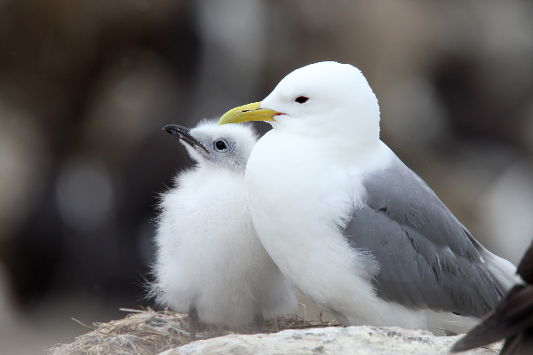 Le kittiwake