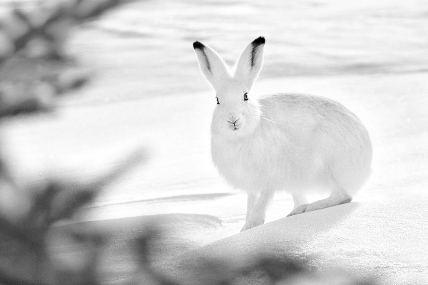 Le lièvre arctique