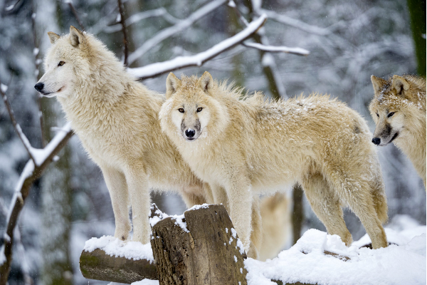 Le loup des neiges