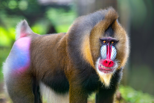 Le mandrill