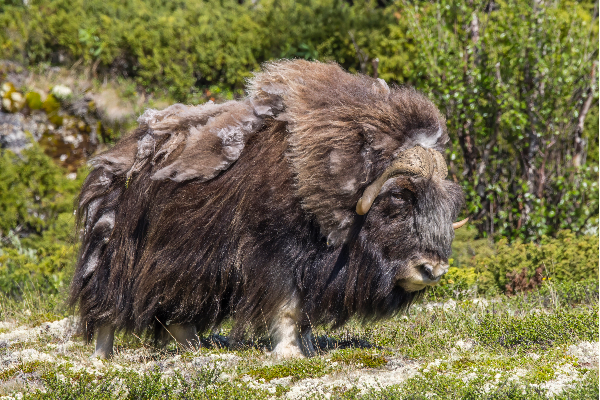 Le muskox