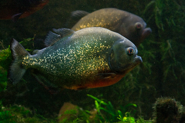 Le piranha