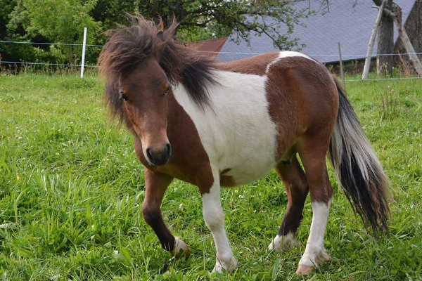 Le poney