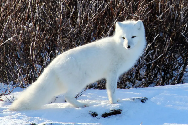 Le renard polaire