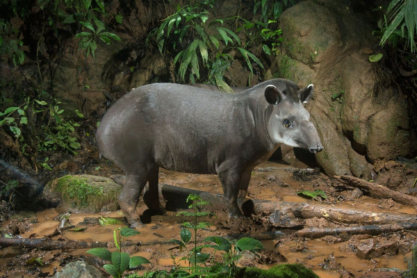 Le tapir