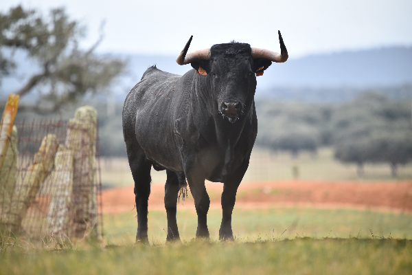 Le taureau