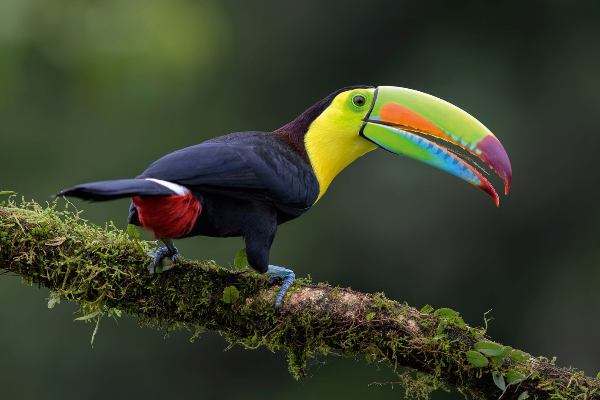 Le toucan