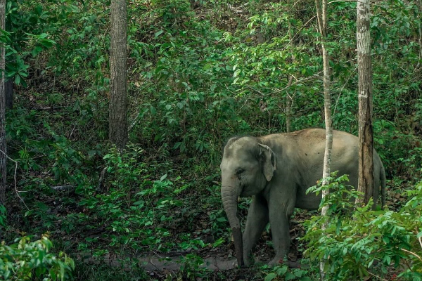 L’éléphant