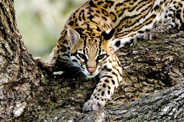 L’ocelot