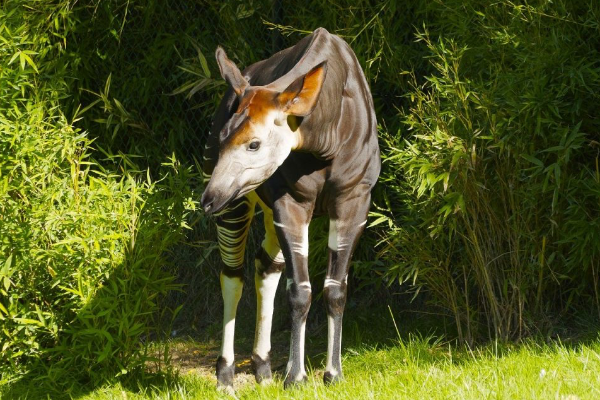 L’okapi