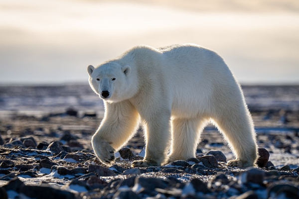 L’ours polaire