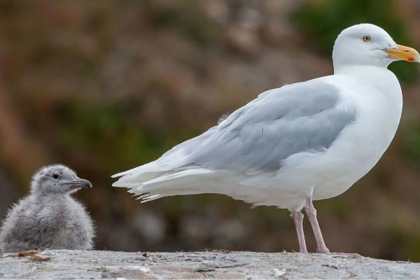 La mouette