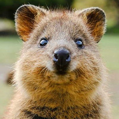 QUOKKA