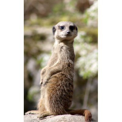 SURICATE