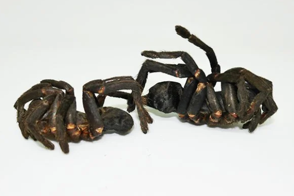 Tarantule