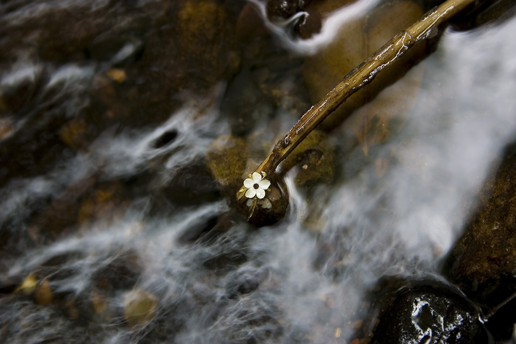 tuffo in acque lente