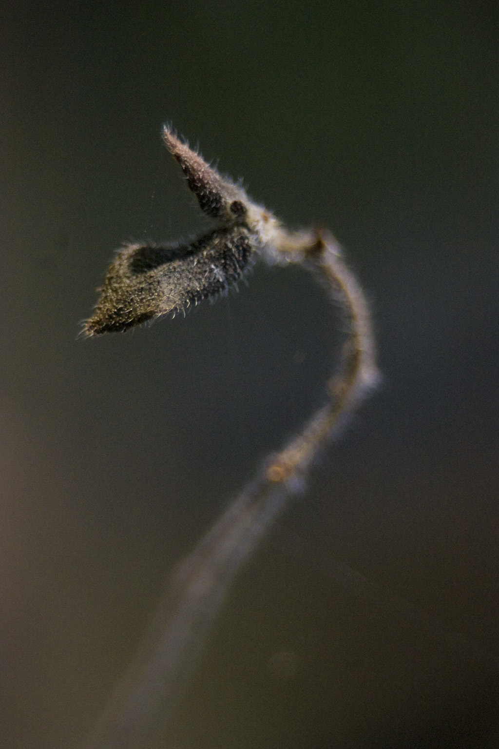 sauro
