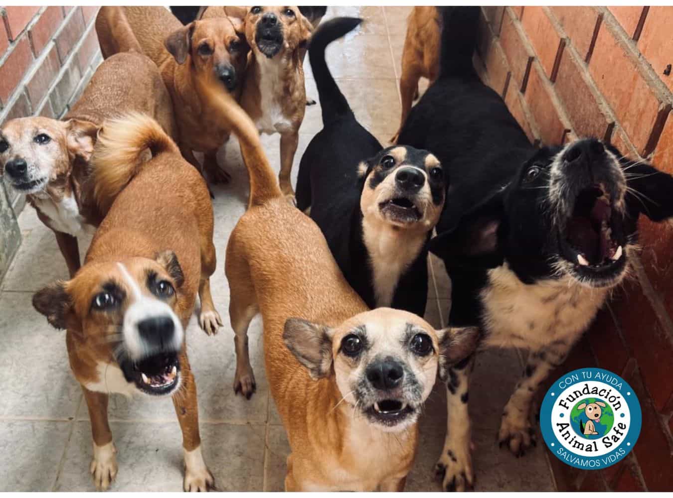 Apoya a la Fundación Animal Safe