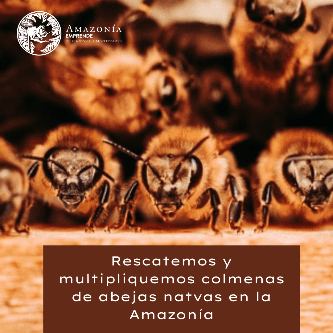 Rescatar abejas nativas en la Amazonía
