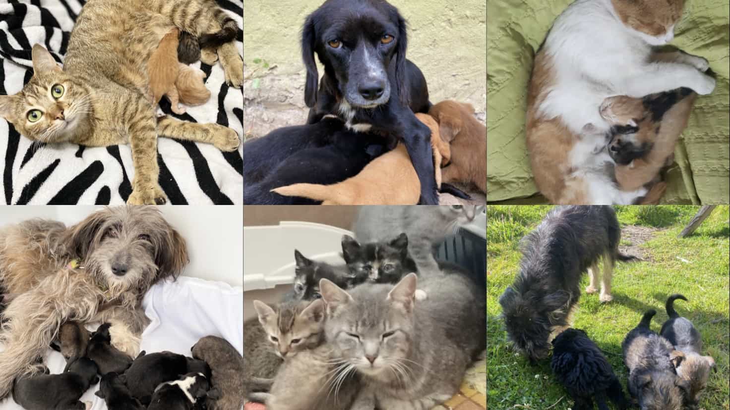 JORNADA DE ESTERILIZACIÓN #1 PARA PELUDOS CAMPESINOS CALERUNOS🐶🐱