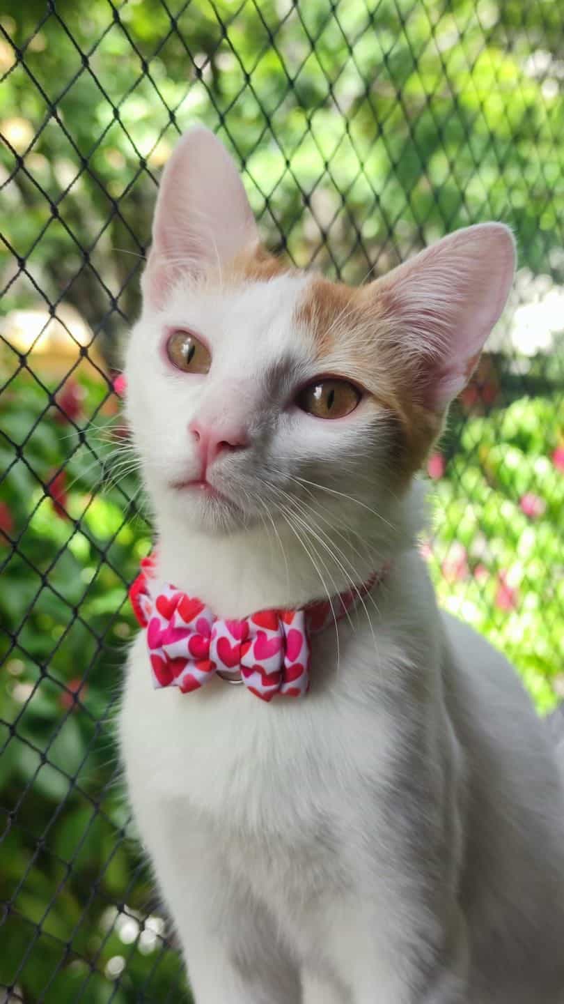 Gatito Orión