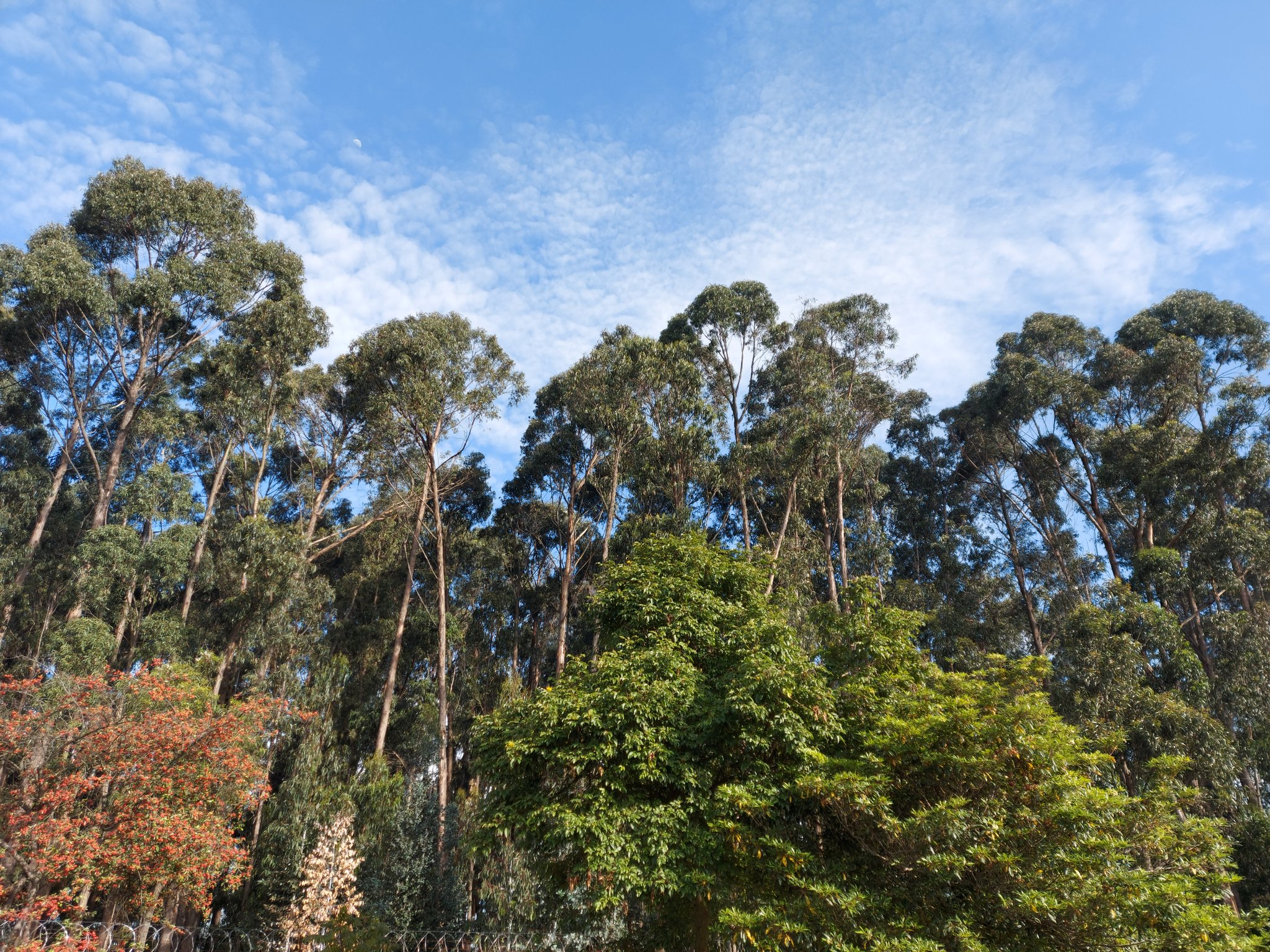 Somos Bosque