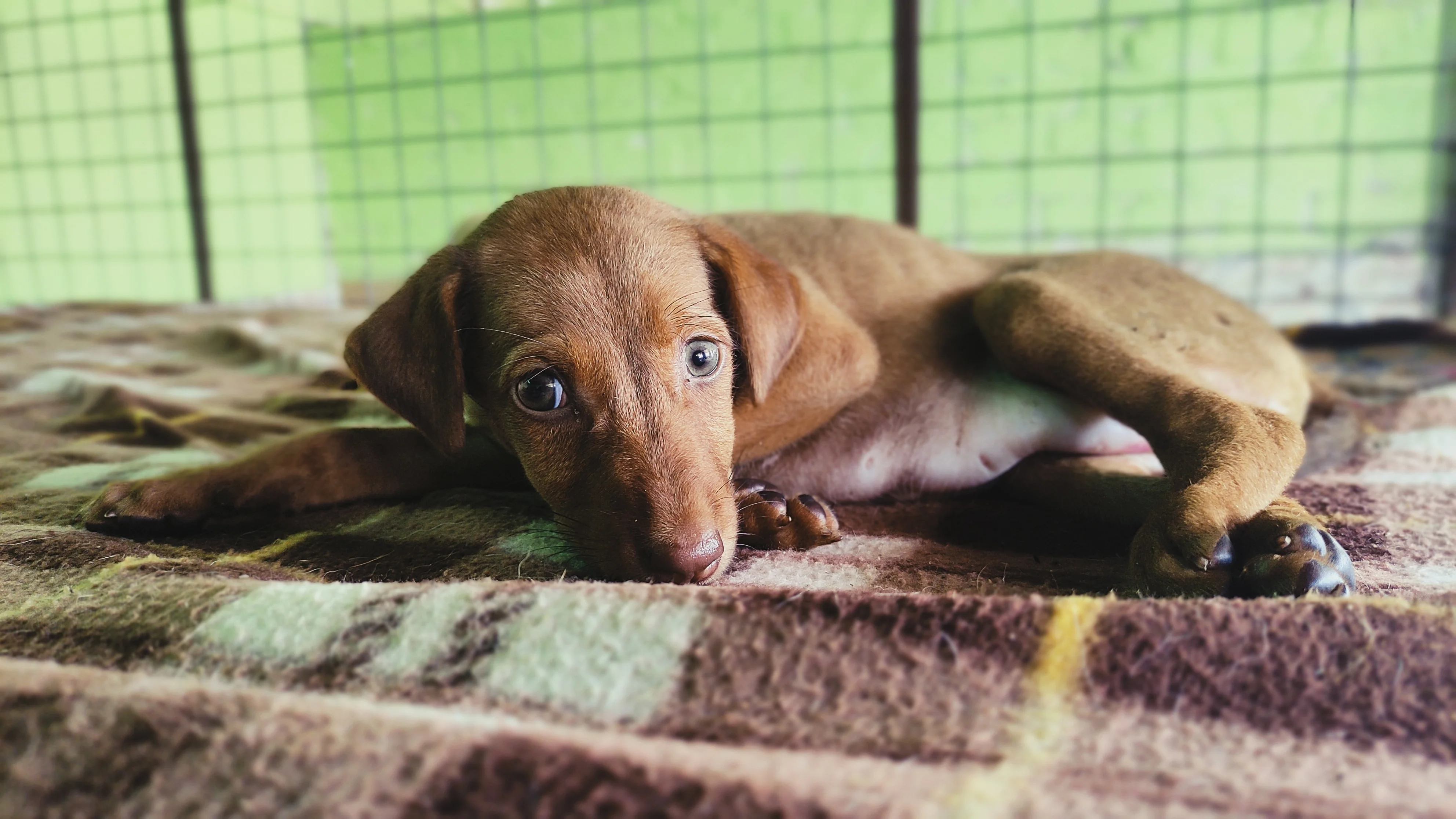 Rescued puppy resting on a blanket at Vatika