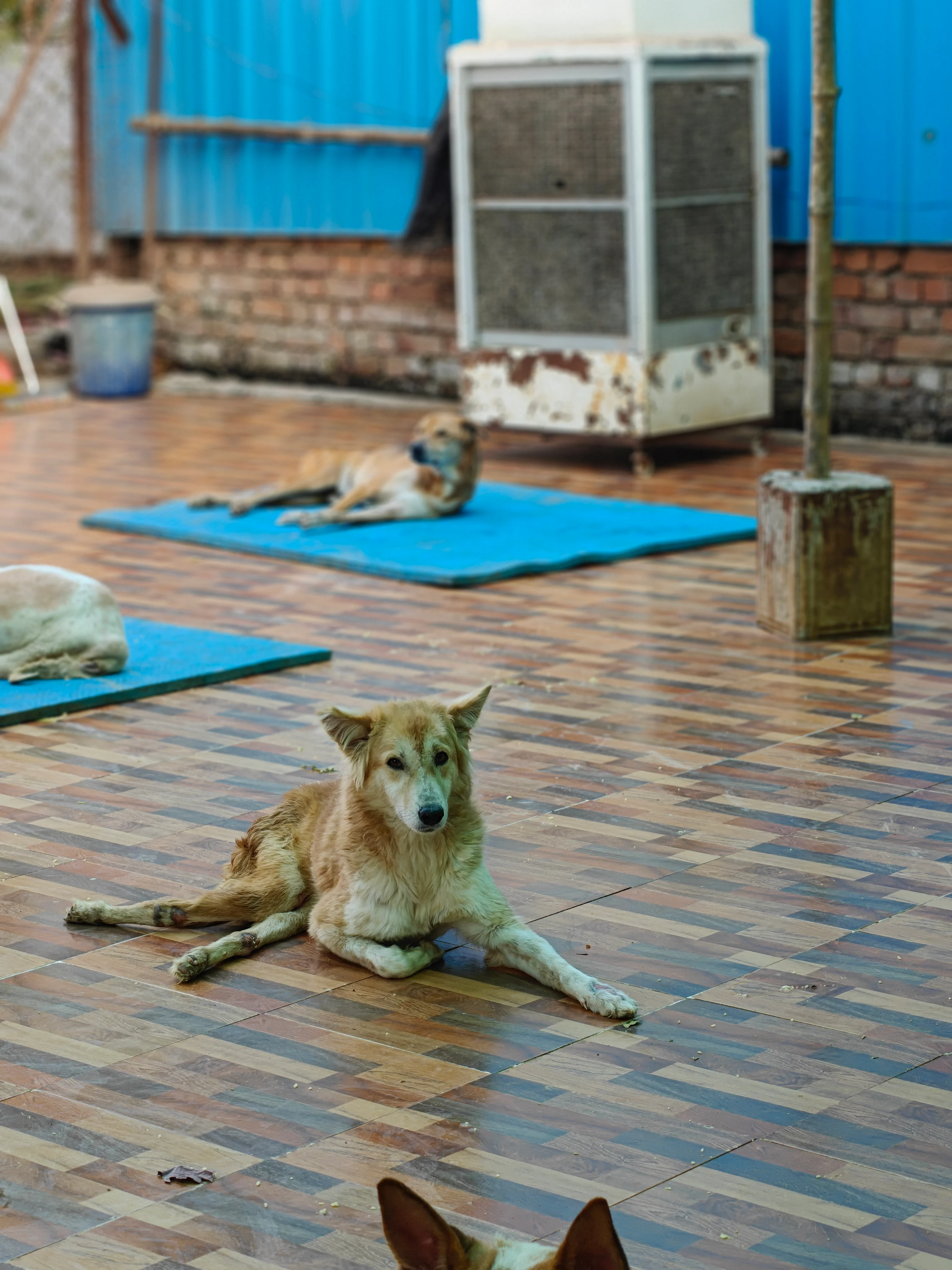 Dogs resting at the sanctuary