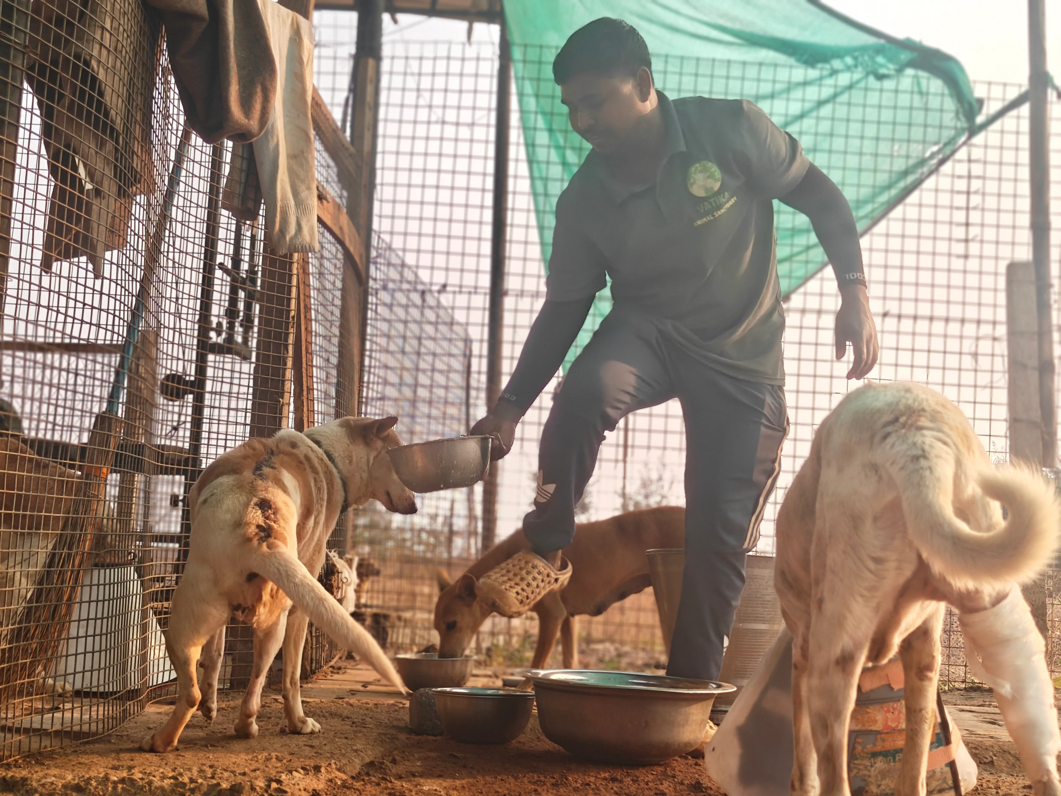 Staff feeding dogs at sanctuary