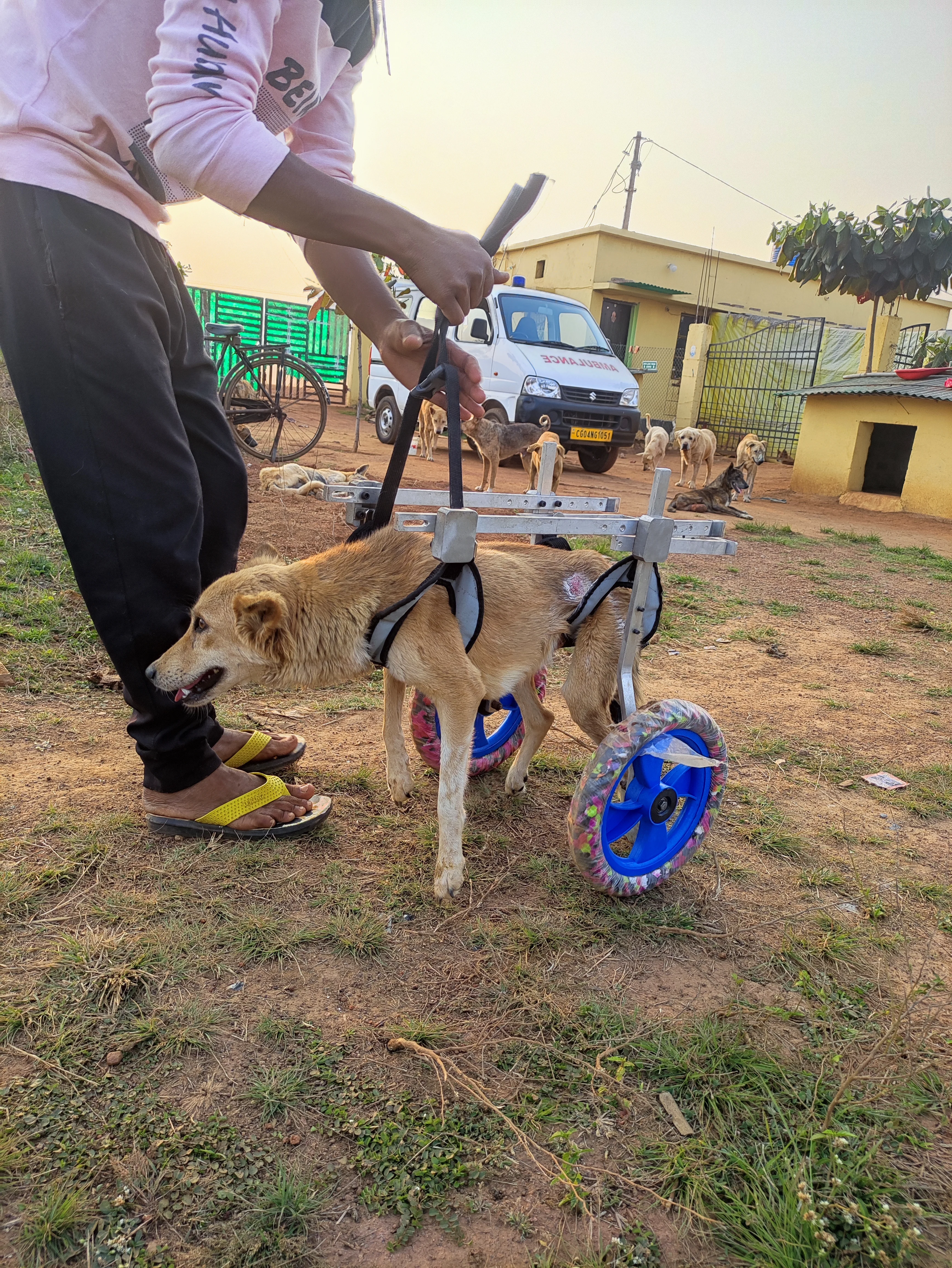 Dog using a wheelchair at Vatika