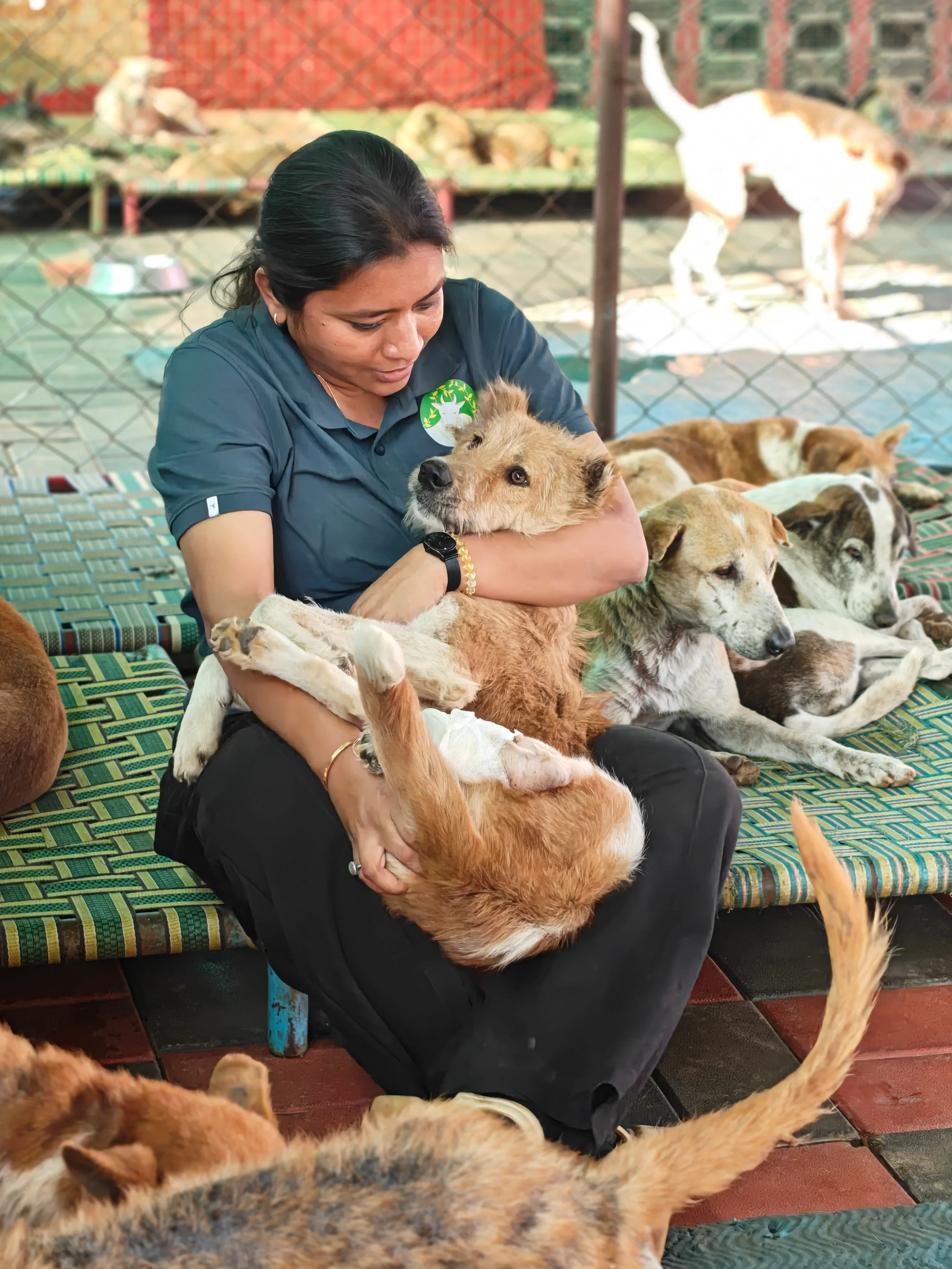 Animals at the sanctuary