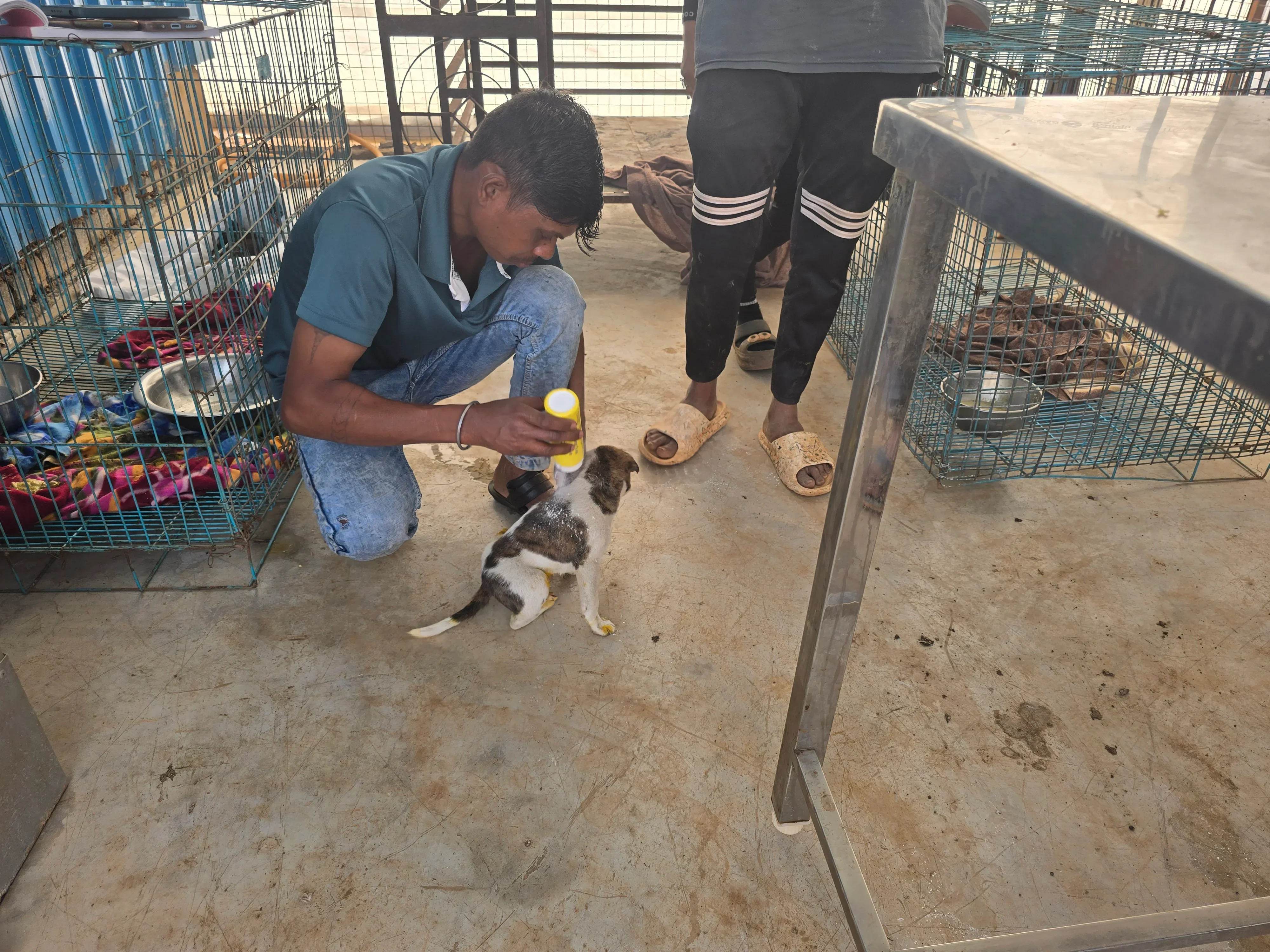 Staff caring for animals