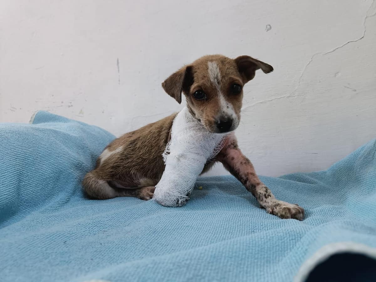 Tiny puppy with bandaged leg receiving care at Vatika