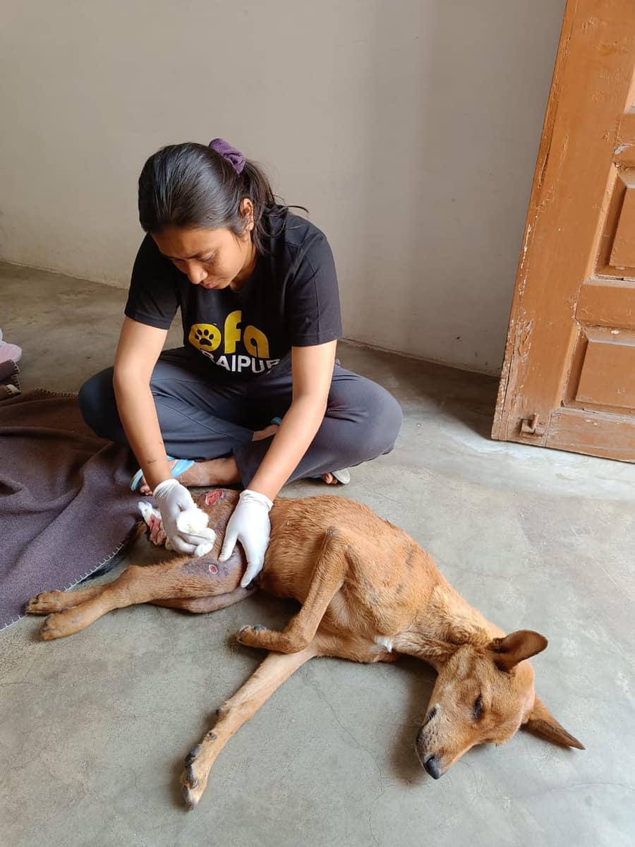 Staff performing wound dressing on an injured dog
