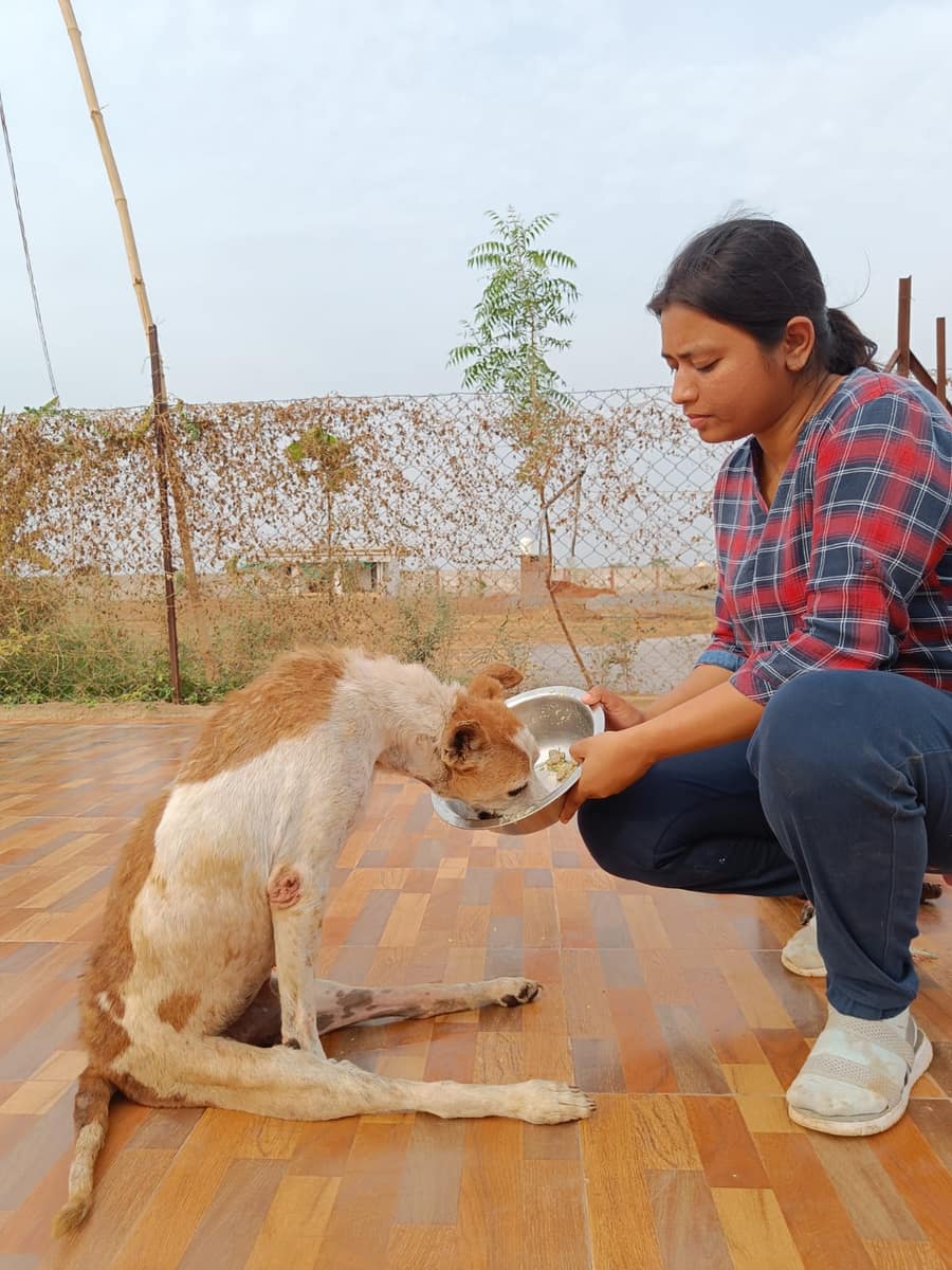 Vatika staff feeding a paralysed dog with care