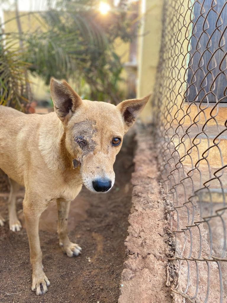 One-eyed dog at Vatika sanctuary in golden hour light