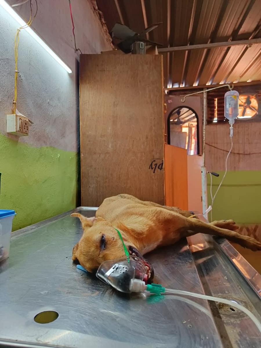 Dog on oxygen and IV drip in critical care
