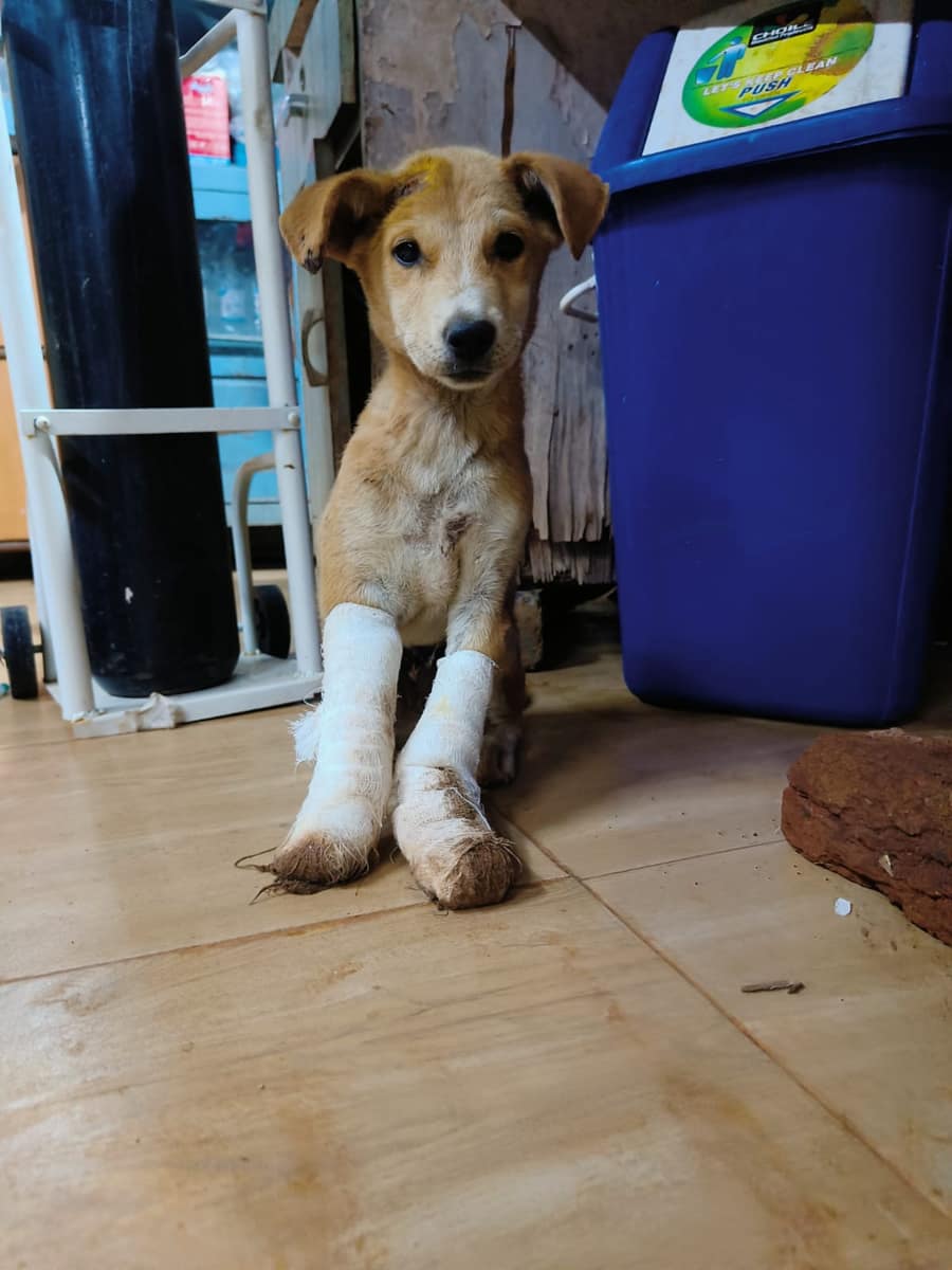 Puppy with both front legs in plaster bandages
