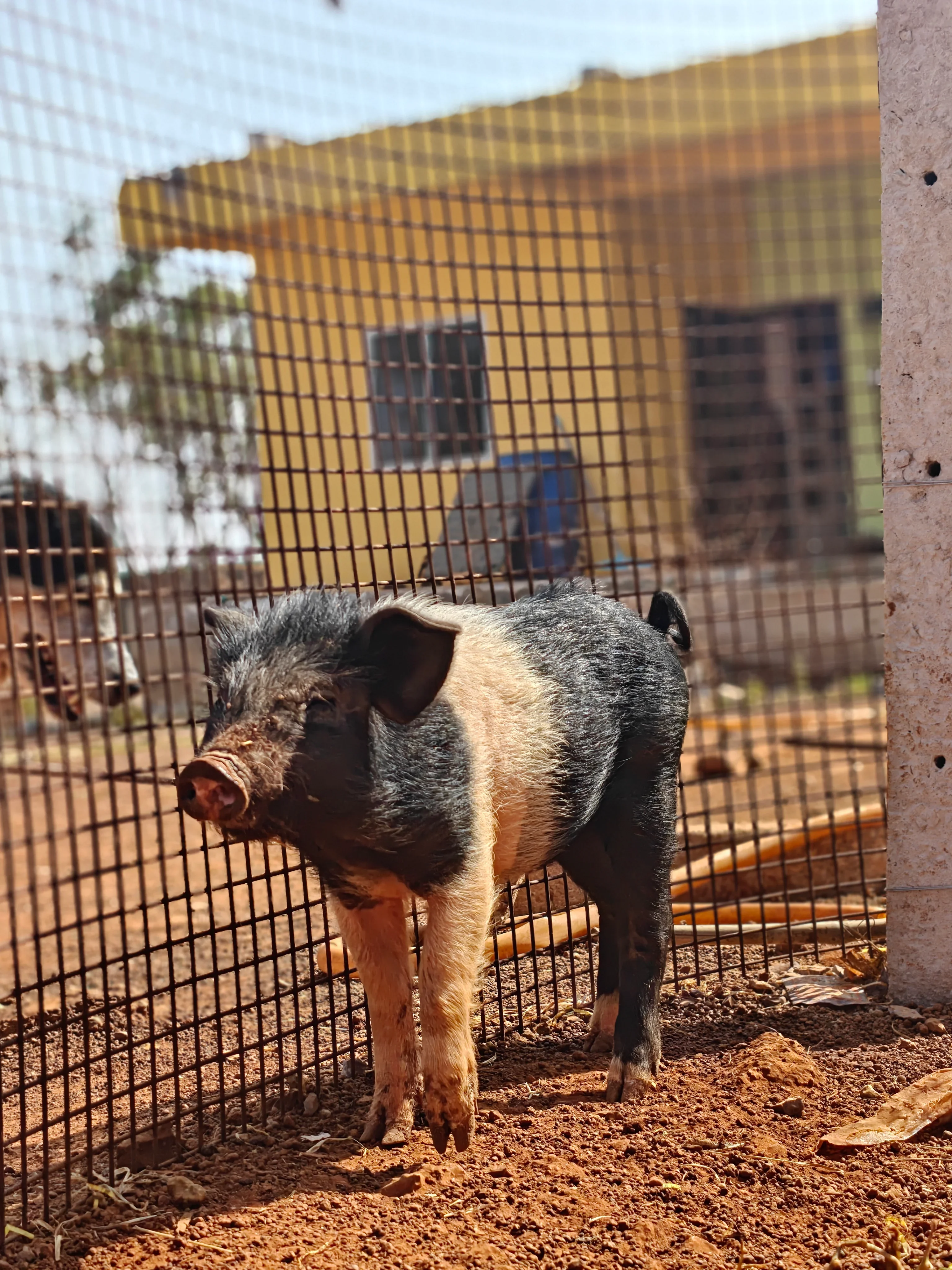 Animals at Vatika Sanctuary