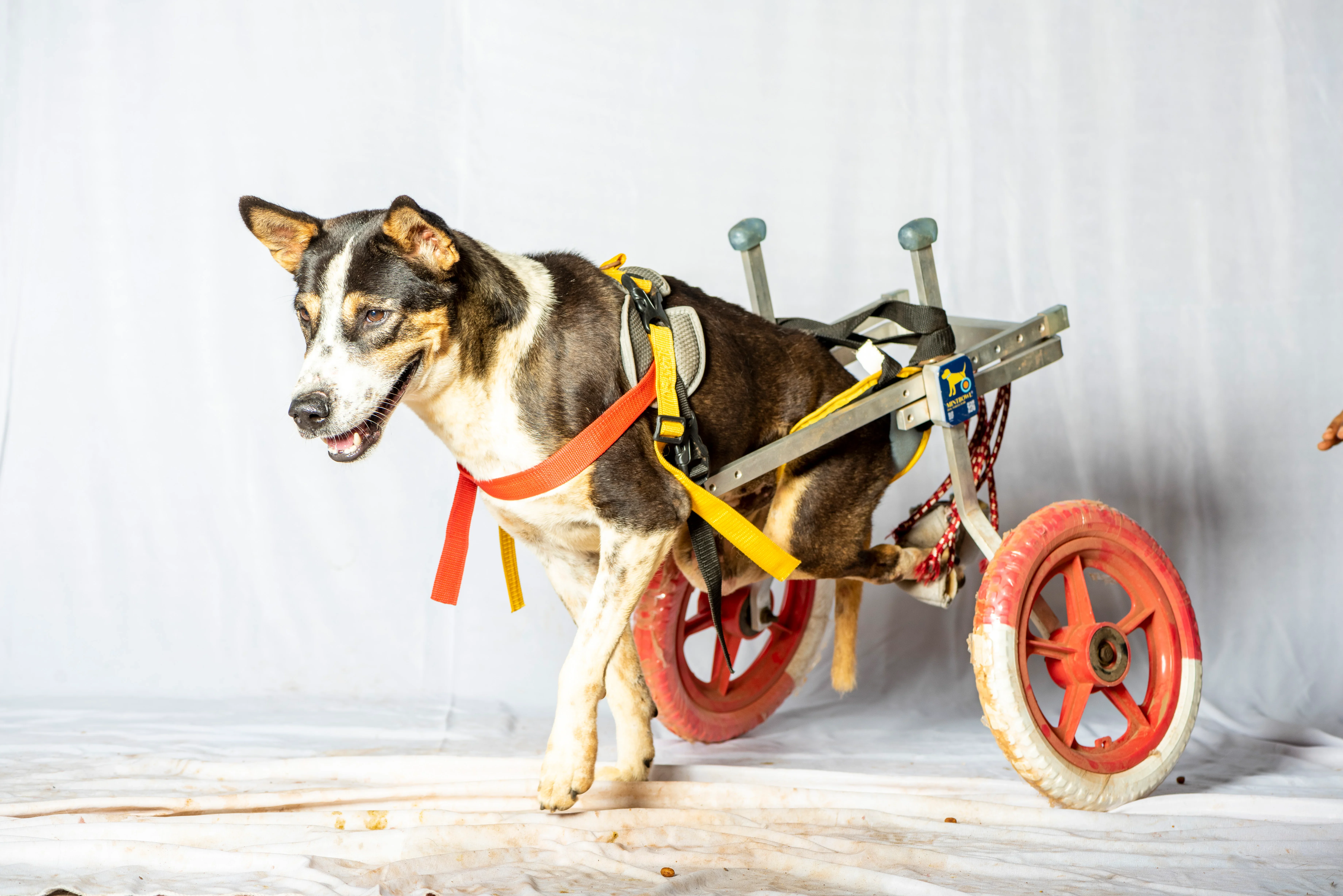 Dog in wheelchair at Vatika