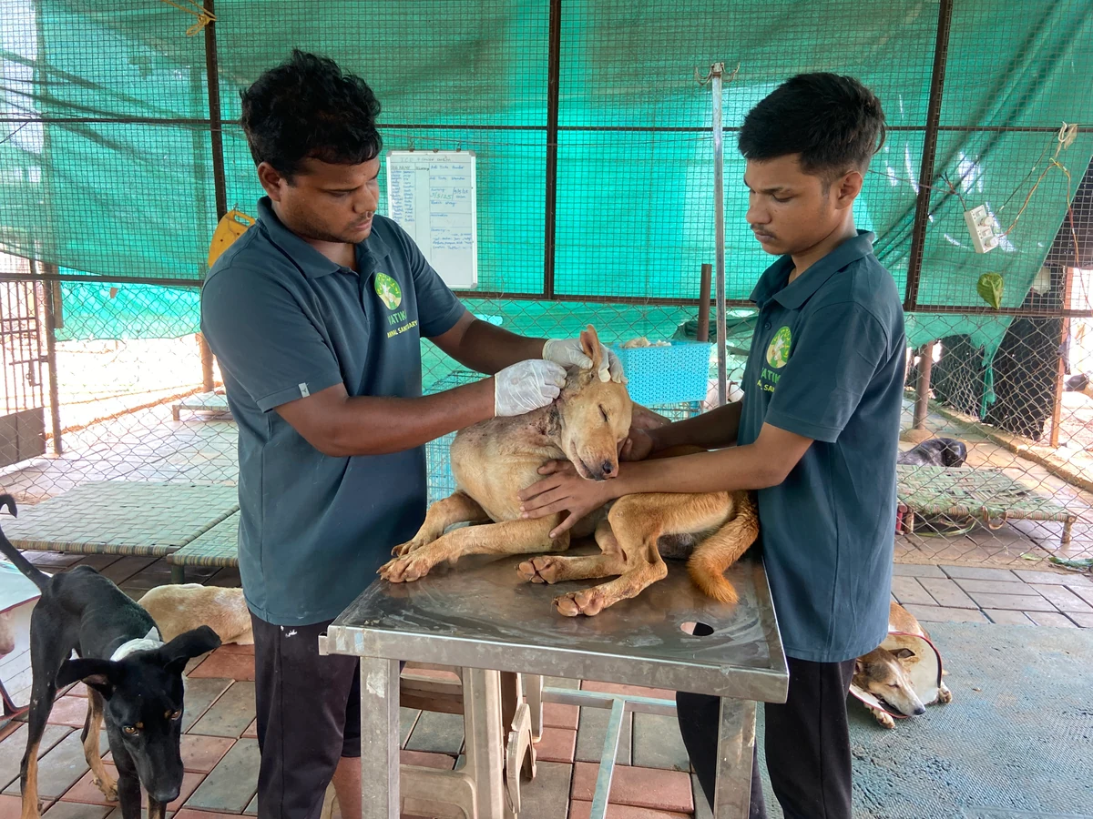 Surgical Facility 2019