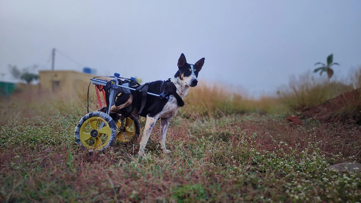 Current Impact 2024-2026