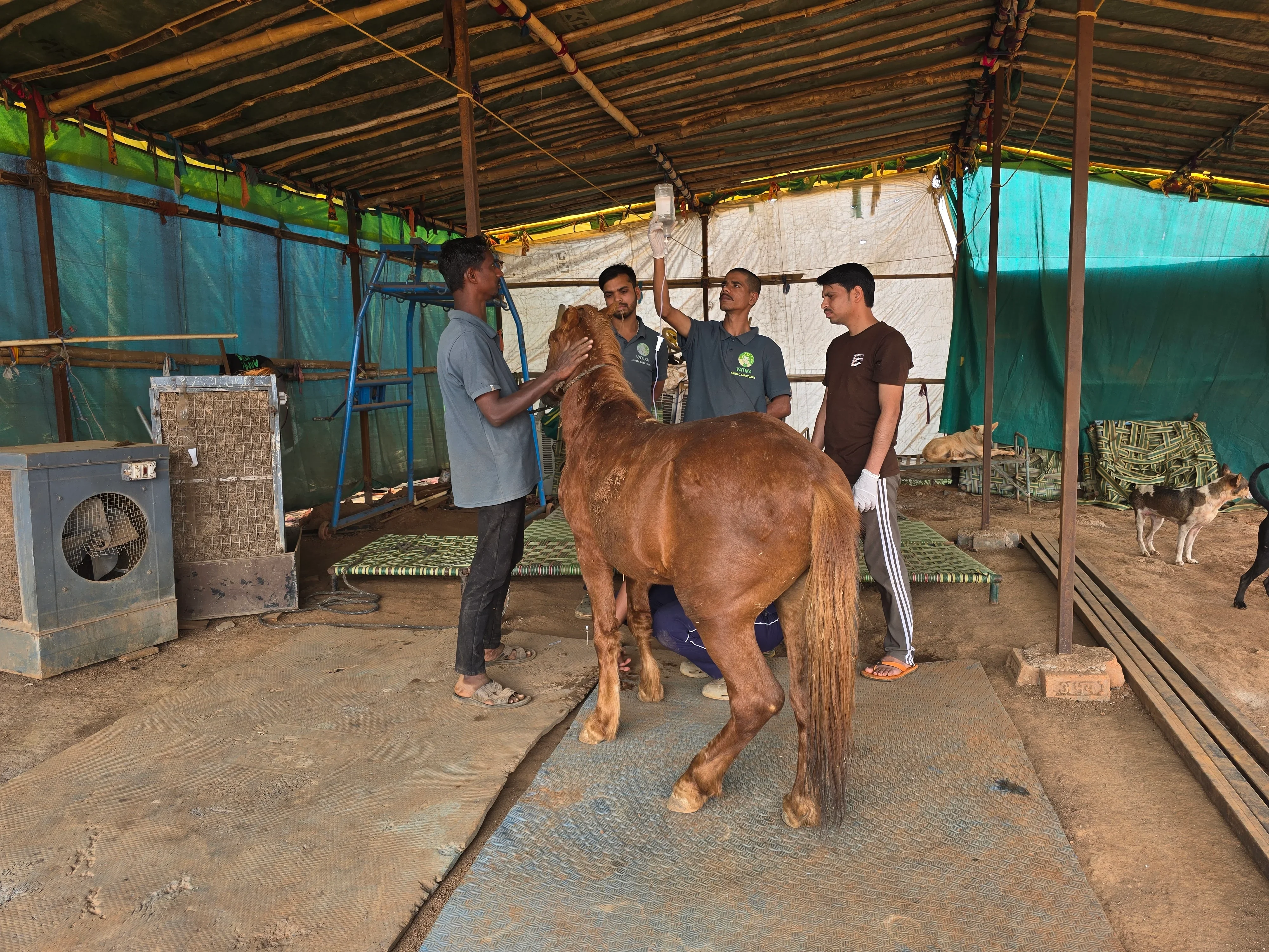 Our team caring for animals