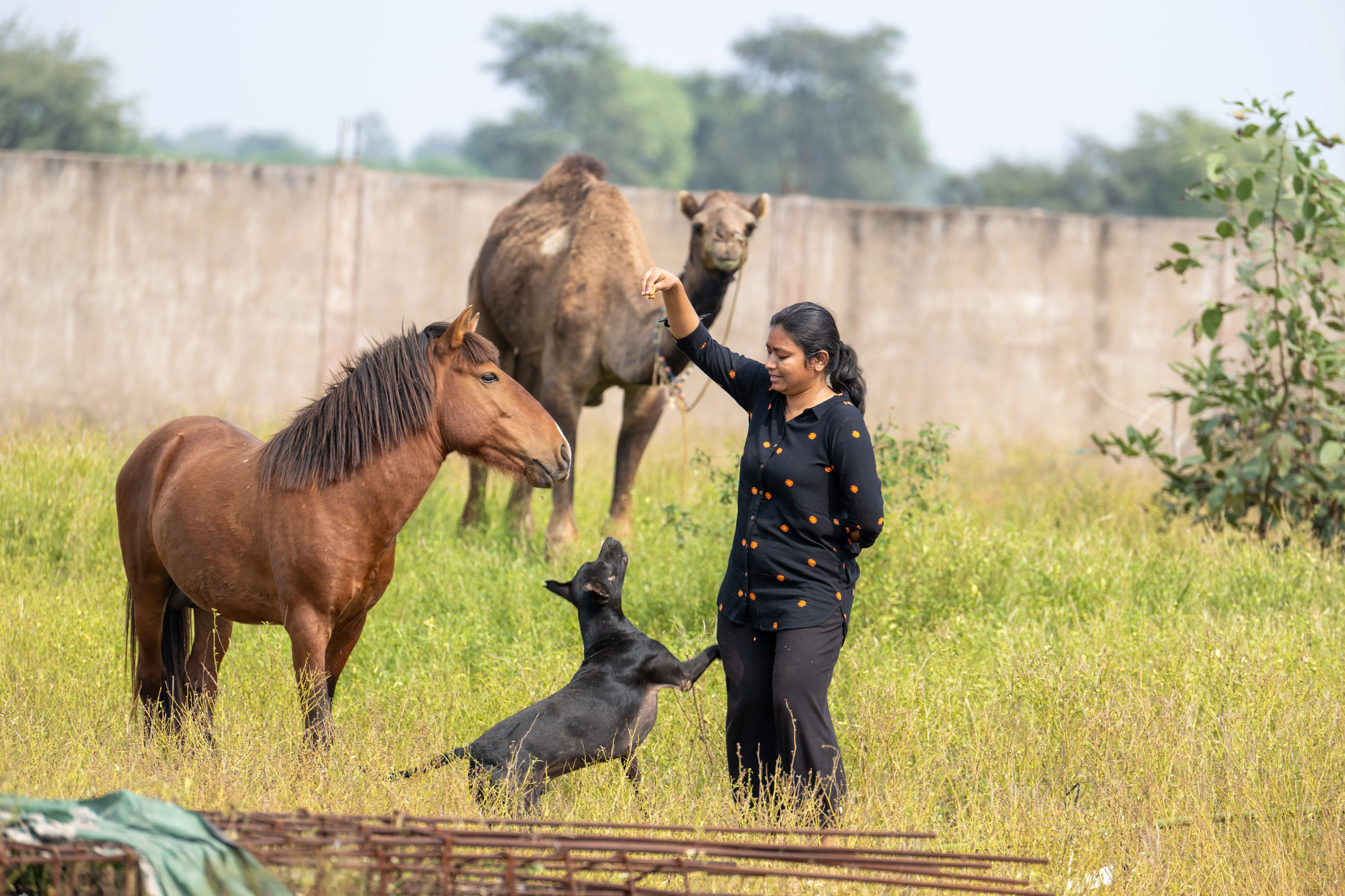Vatika Animal Sanctuary