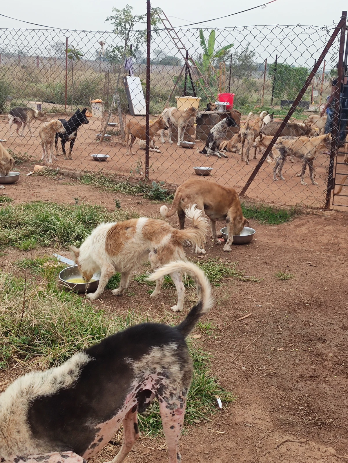 Early days of Vatika Animal Sanctuary