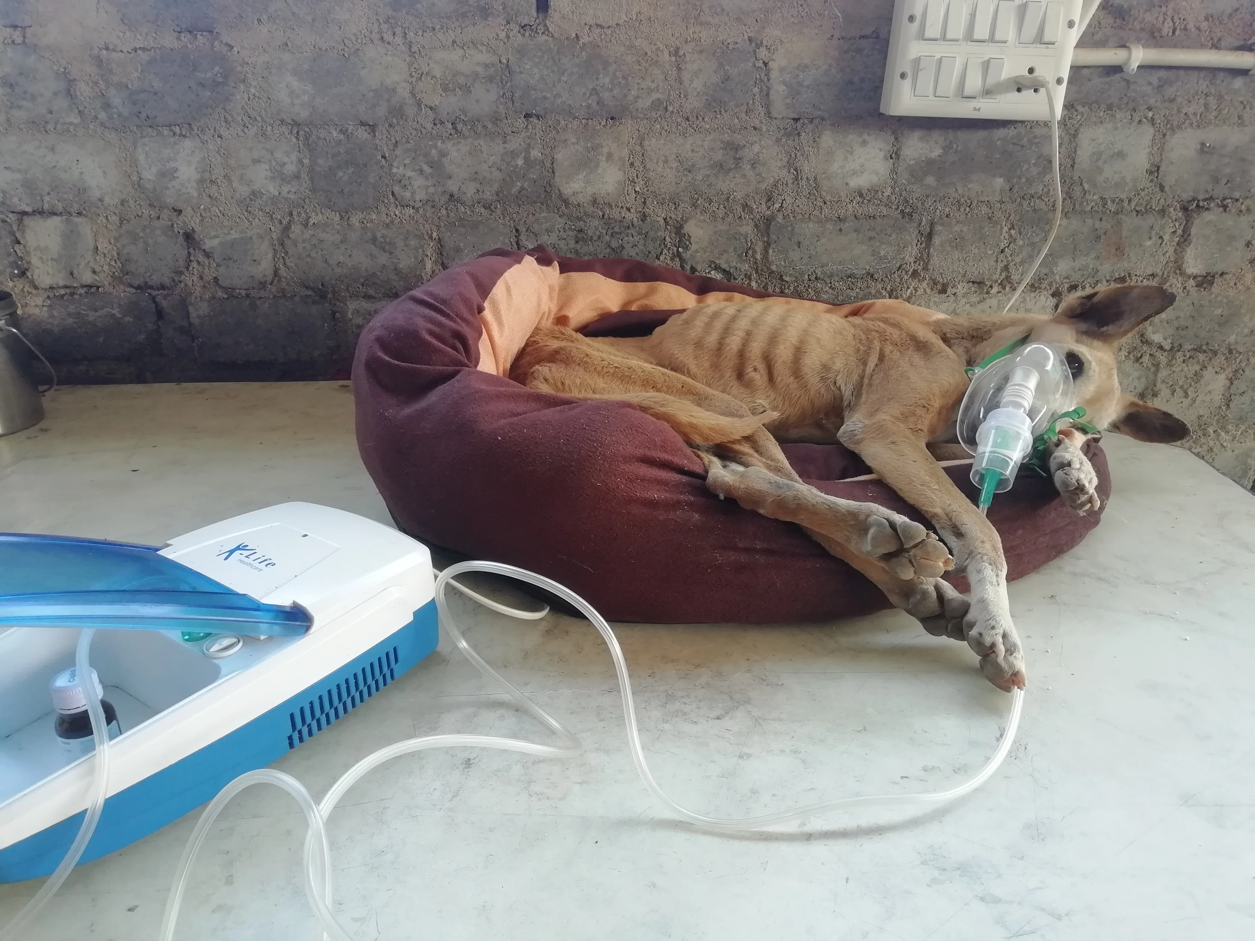 Vatika shelter growing in 2019