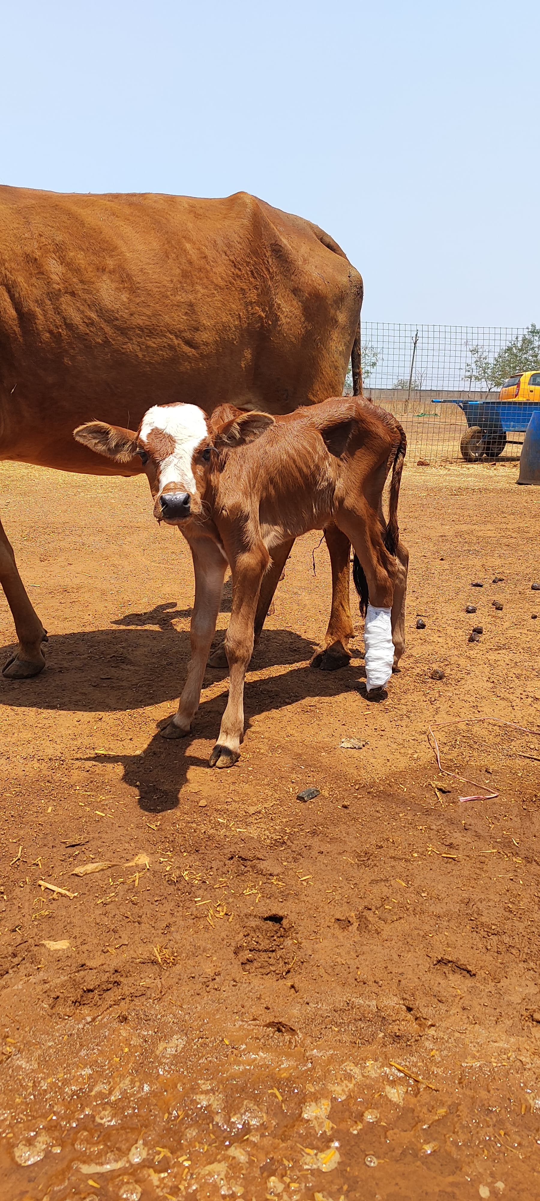 Cows at Vatika sanctuary
